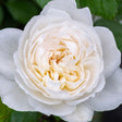 Bolero&trade; Floribunda Rose - Nature Hills Nursery - #3 Container - 