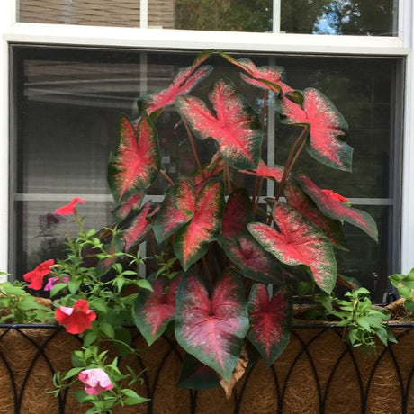 Bombshell Caladiums - Nature Hills Nursery - 6 Pack Bulbs - 