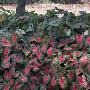 Bombshell Caladiums - Nature Hills Nursery - 6 Pack Bulbs - 
