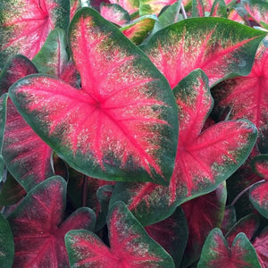 Bombshell Caladiums - Nature Hills Nursery - 6 Pack Bulbs - 