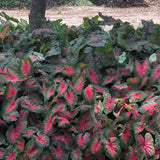 Bombshell Caladiums