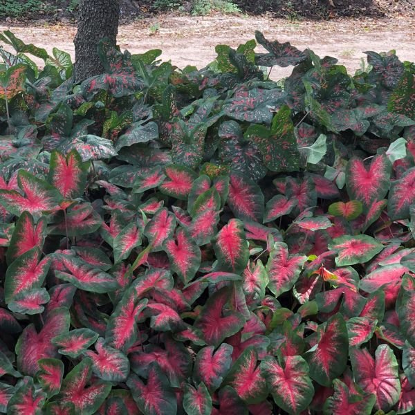 Bombshell Caladiums - Perennial - Nature Hills Nursery - 6 Pack Bulbs - 