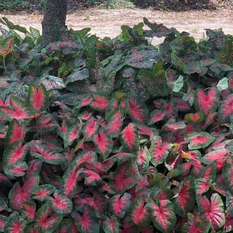 Bombshell Caladiums - Perennial - Nature Hills Nursery - 6 Pack Bulbs - 