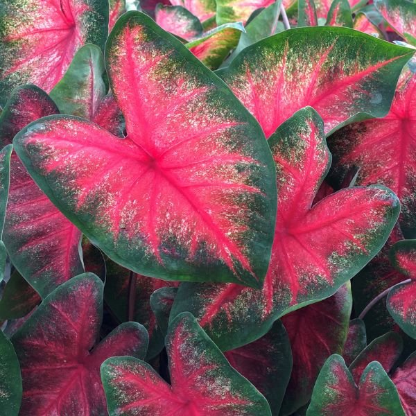 Bombshell Caladiums - Perennial - Nature Hills Nursery - 6 Pack Bulbs - 