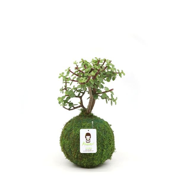 Bonsai Elephant Bush Kokedamas - Nature Hills Nursery - 6 Inch Moss Ball - 