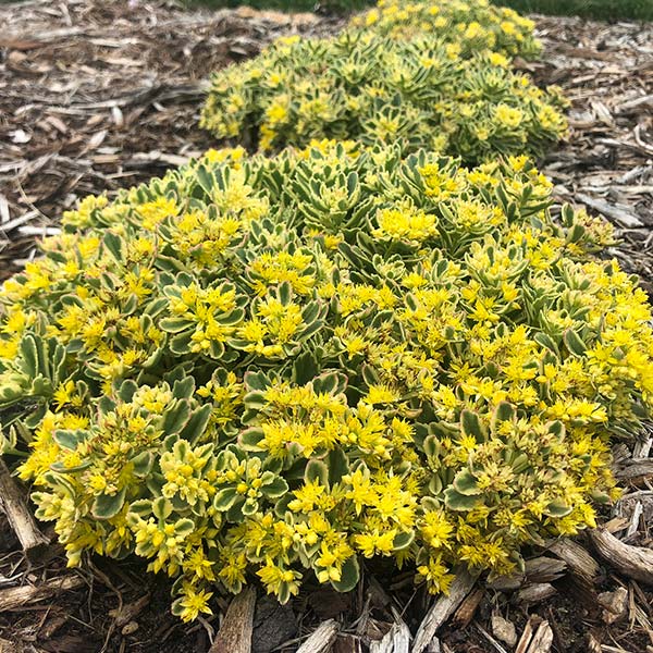 Rock 'N Low™ Boogie Woogie Sedum | Variegated Groundcover | Nature