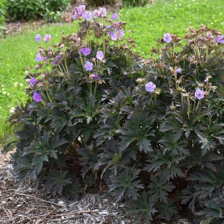 Boom Chocolatta Geranium - Nature Hills Nursery - #1 Container - 