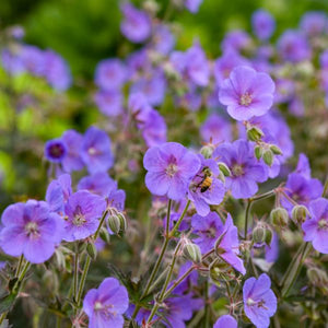 Boom Chocolatta Geranium - Nature Hills Nursery - #1 Container - 