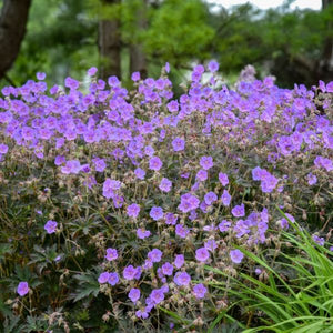 Boom Chocolatta Geranium - Nature Hills Nursery - #1 Container - 