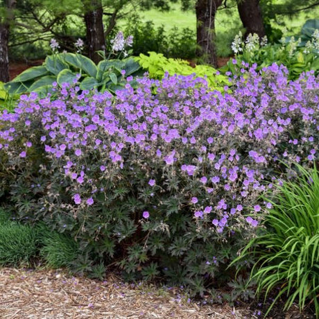 Boom Chocolatta Geranium - Nature Hills Nursery - #1 Container - 