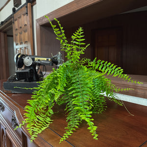 Nephrolepis Exaltata Boston Fern in a 6 inch pot, view 2