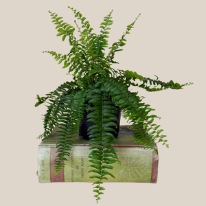 Nephrolepis Exaltata Boston Fern in a 6 inch pot, view 4