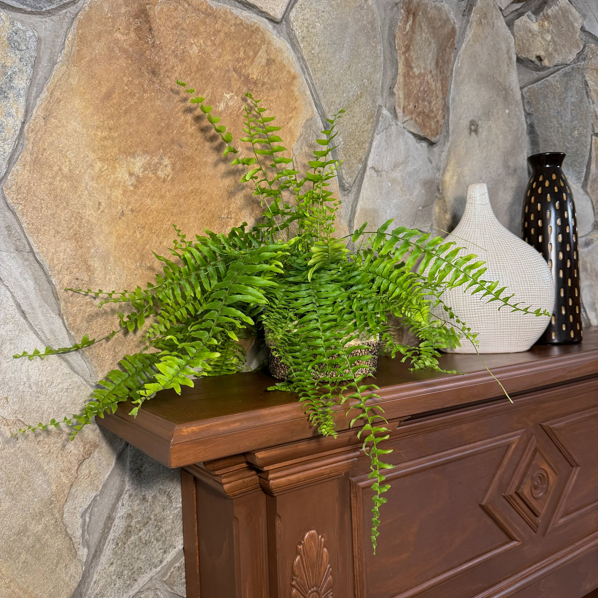 Nephrolepis Exaltata Boston Fern in a 6 inch pot