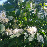 Bottlebrush Buckeye with Flowers