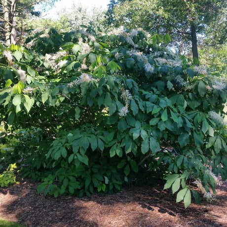 Bottlebrush Buckeye Full Plant