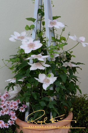 Boulevard® Corinne™ Clematis