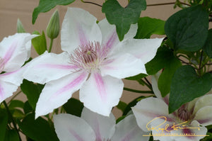 Boulevard® Corinne™ Clematis