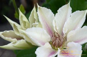 Boulevard® Corinne™ Clematis