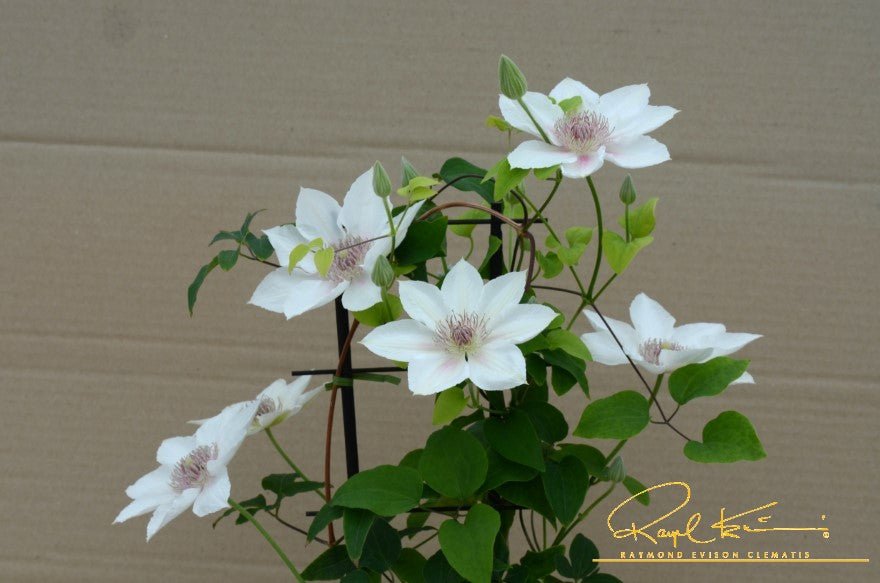 Boulevard® Corinne™ Clematis