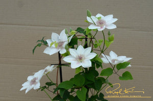 Boulevard® Corinne™ Clematis