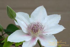 Boulevard® Corinne™ Clematis