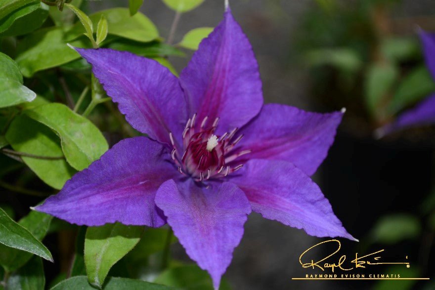 Boulevard® Edda™ Clematis