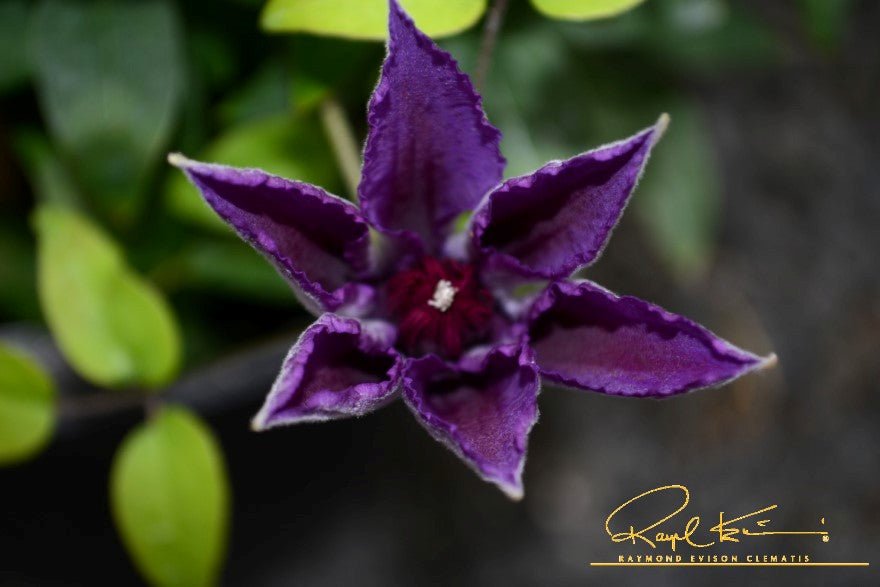 Boulevard® Edda™ Clematis
