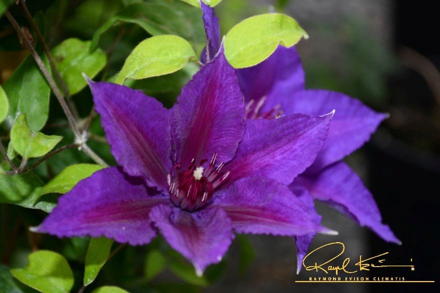 Boulevard® Edda™ Clematis