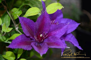 Boulevard® Edda™ Clematis