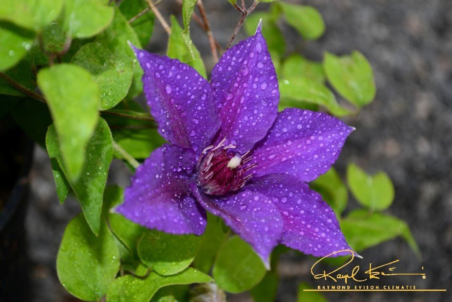 Boulevard® Edda™ Clematis