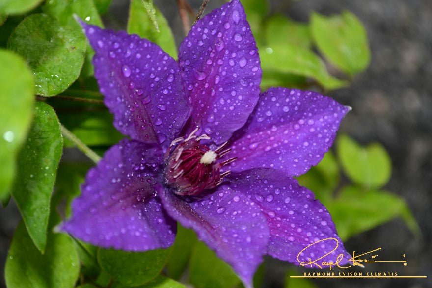 Boulevard® Edda™ Clematis