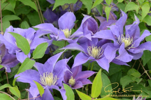 Boulevard® Olympia™ Clematis