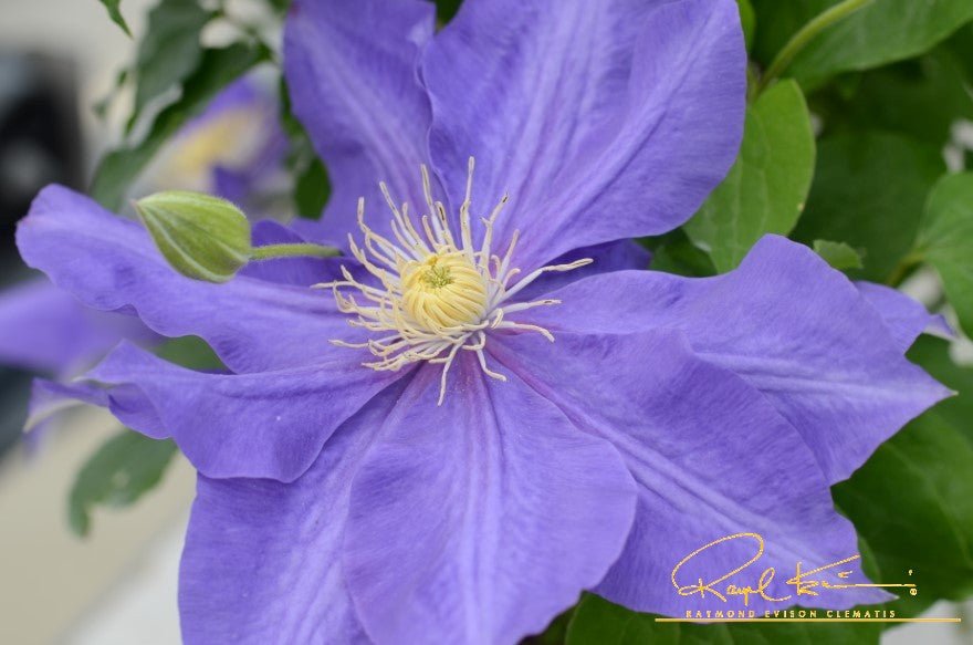 Boulevard® Olympia™ Clematis