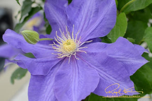 Boulevard® Olympia™ Clematis