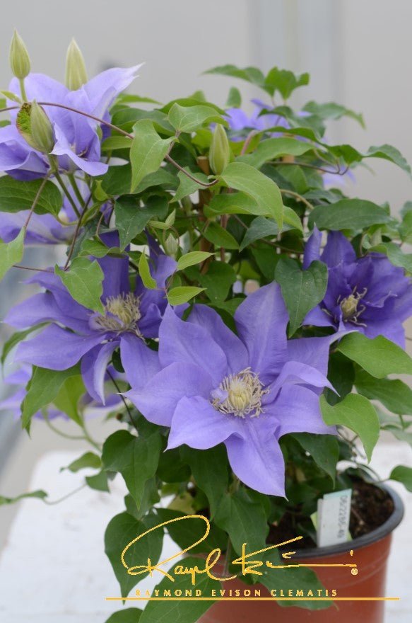 Boulevard® Olympia™ Clematis