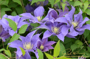 Boulevard® Olympia™ Clematis