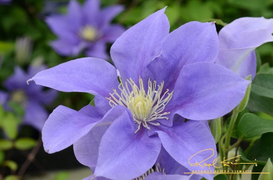 Boulevard® Olympia™ Clematis