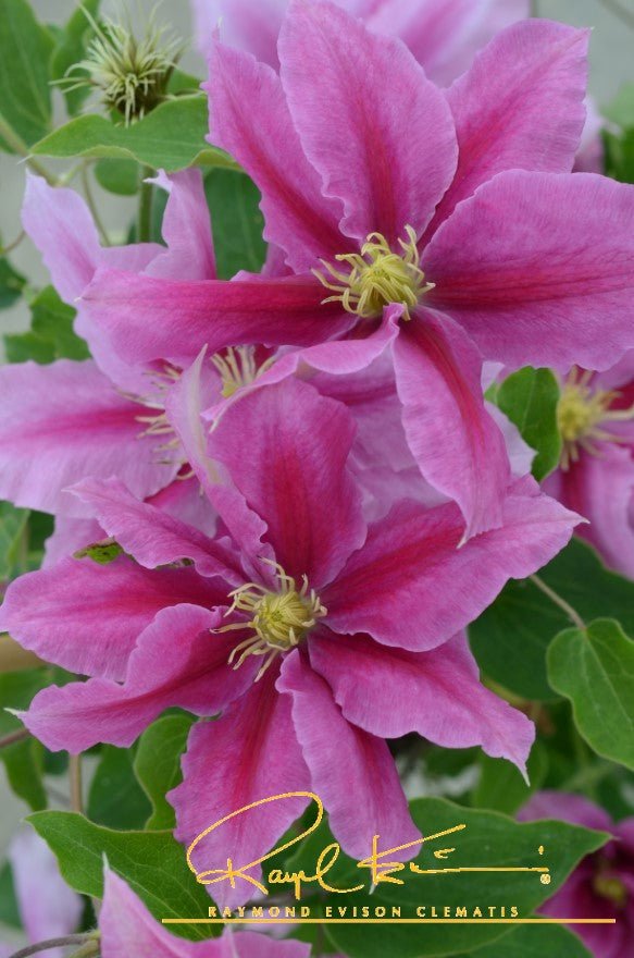 Boulevard® Vicki™ Clematis
