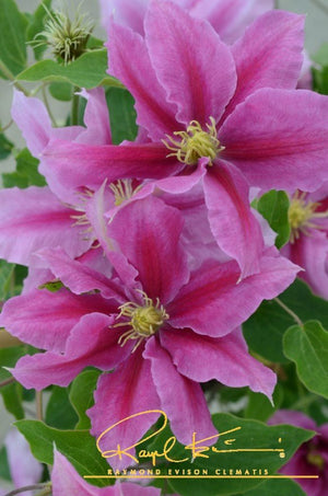 Boulevard® Vicki™ Clematis