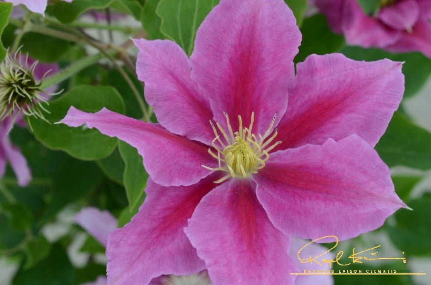 Boulevard® Vicki™ Clematis