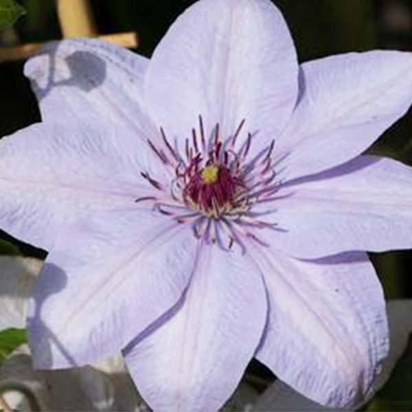 Boulevard&reg; Bernadine Clematis - Nature Hills Nursery - #1 Container - 