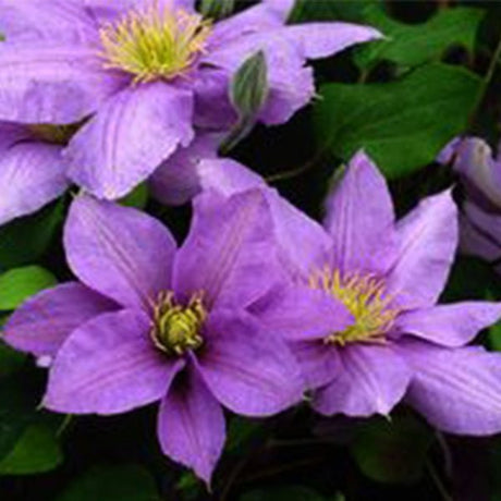 Boulevard&reg; Cezanne&trade; Clematis - Nature Hills Nursery - #1 Container - 