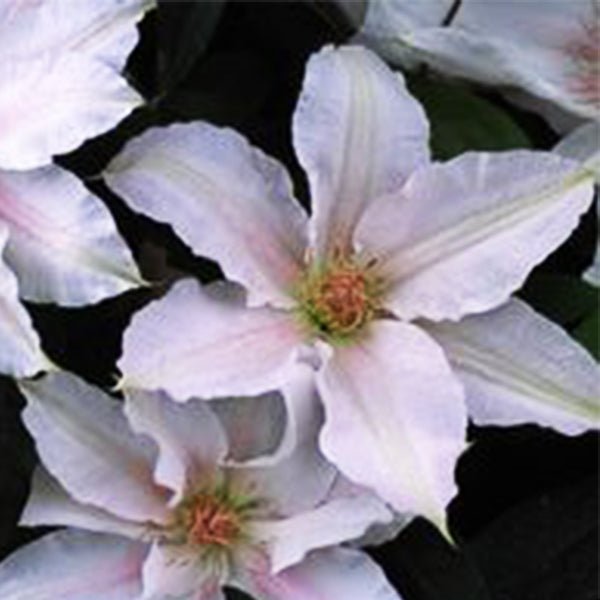 Boulevard&reg; Chantilly&trade; Clematis - Nature Hills Nursery - #1 Container - 