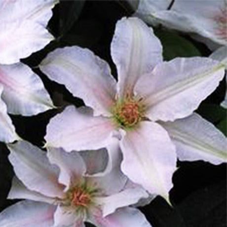 Boulevard&reg; Chantilly&trade; Clematis - Nature Hills Nursery - #1 Container - 