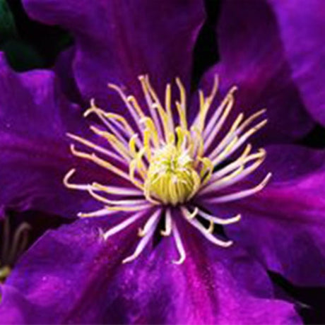 Boulevard&reg; Chevalier&trade; Clematis - Nature Hills Nursery - #1 Container - 