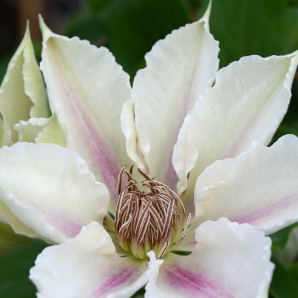Boulevard&reg; Corinne&trade; Clematis - Nature Hills Nursery - #1 Container - 