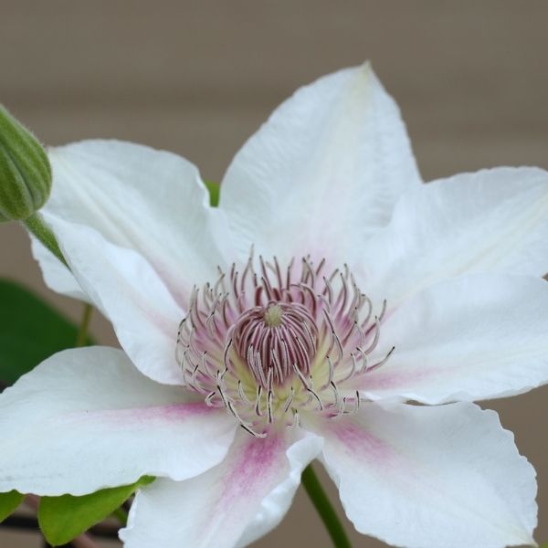 Boulevard&reg; Corinne&trade; Clematis - Nature Hills Nursery - #1 Container - 