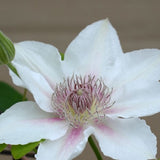 Boulevard&reg; Corinne&trade; Clematis - Nature Hills Nursery - #1 Container - 