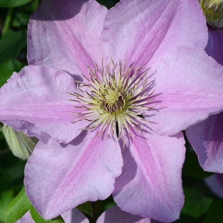 Boulevard&reg; Endellion Clematis - Nature Hills Nursery - #1 Container - 