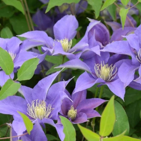Boulevard&reg; Olympia&trade; Clematis - Nature Hills Nursery - Quart Container - 